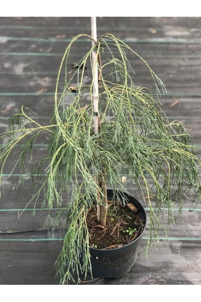 Кипарисовик Drooping Solo - саджанець в горщику